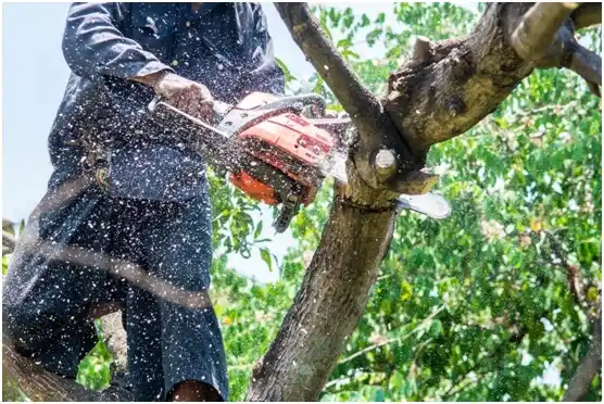 tree services Sumas